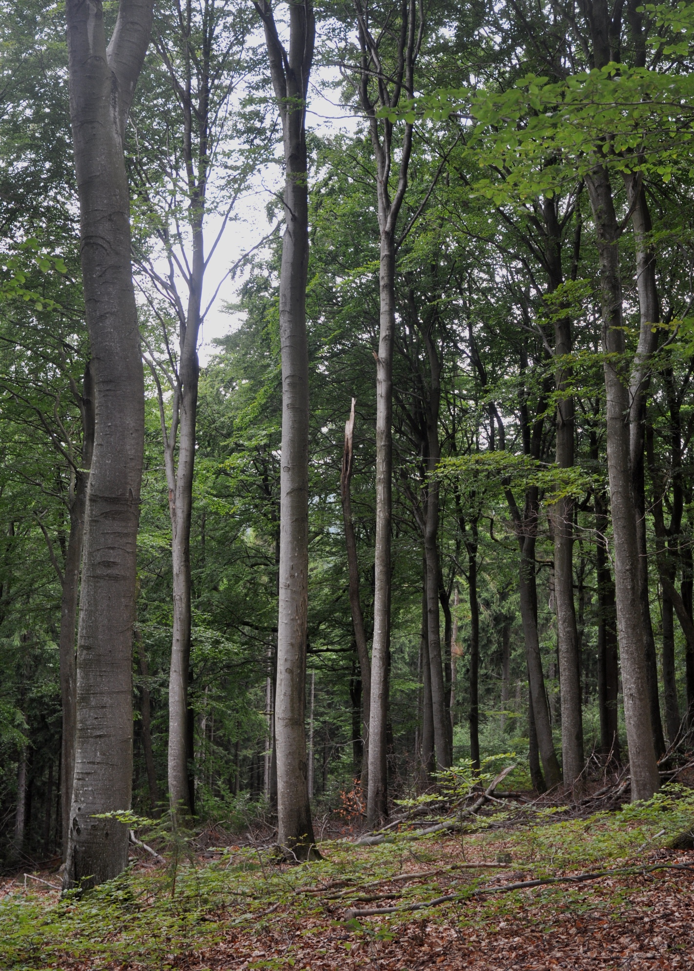 Fagaceae Fagus sylvatica