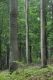 image of Fagus sylvatica