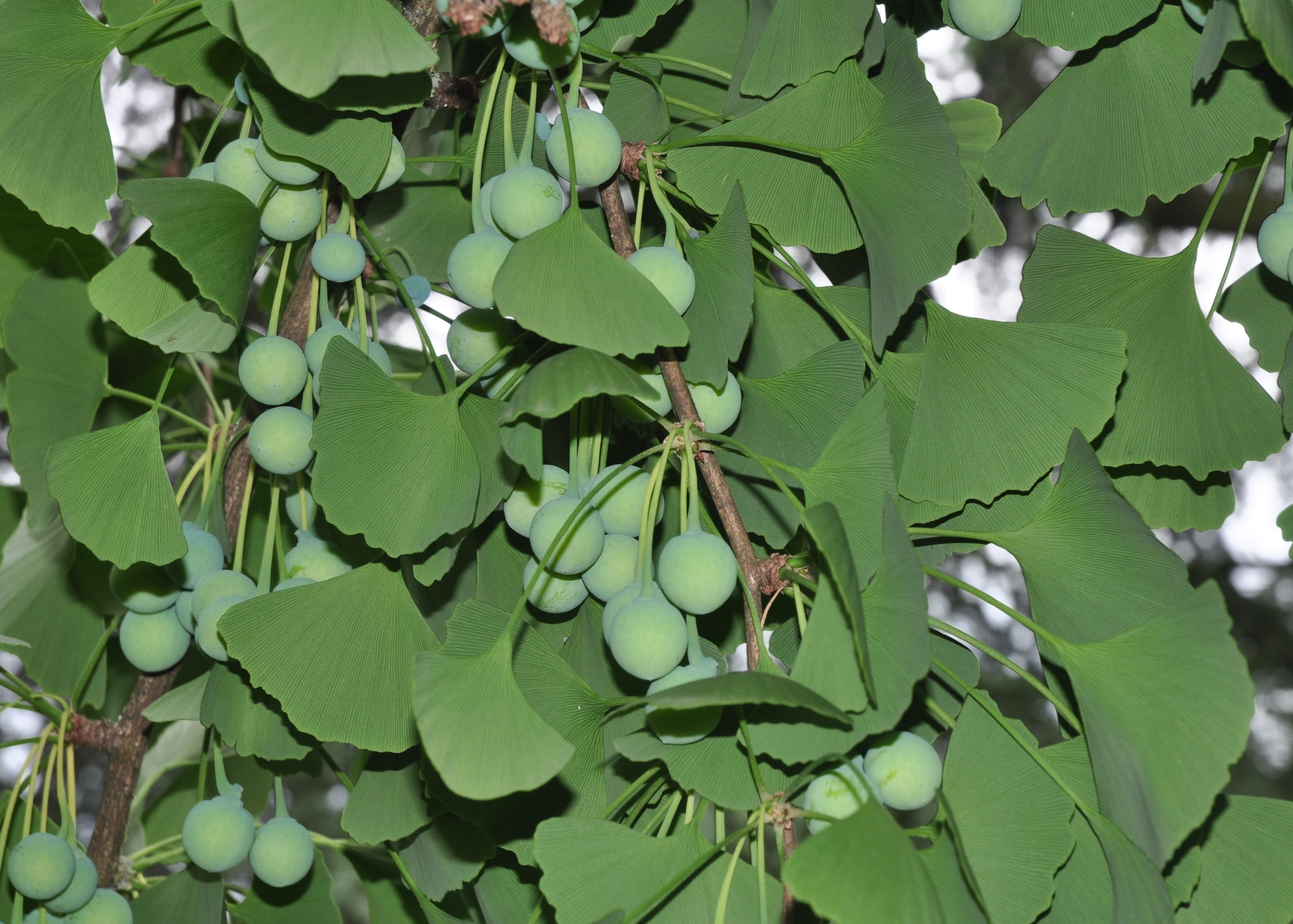 Ginkgoaceae Ginkgo biloba