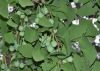 image of Ginkgo biloba