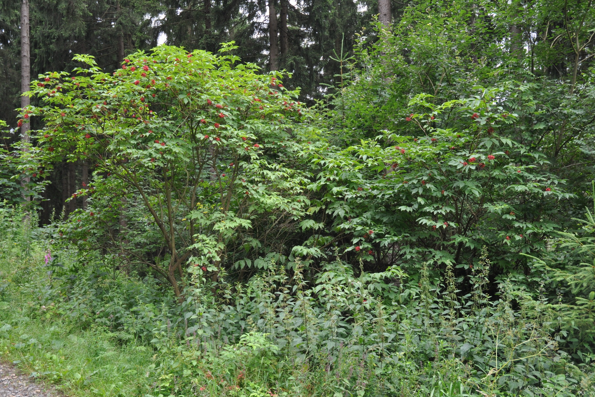 Adoxaceae Sambucus racemosa