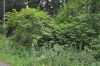 image of Sambucus racemosa