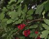 image of Sambucus racemosa
