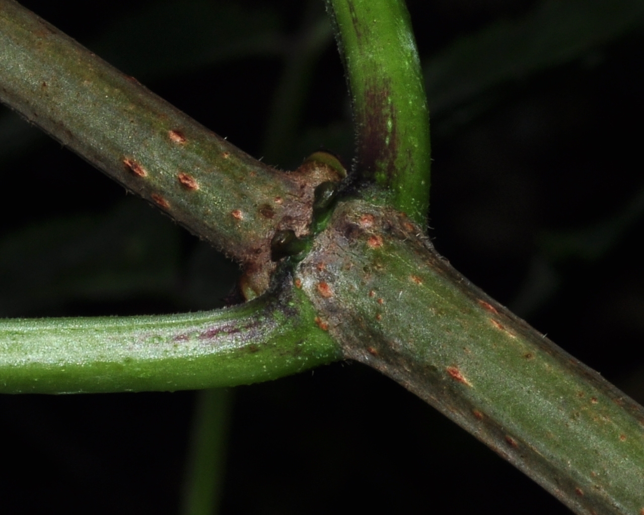 Adoxaceae Sambucus racemosa