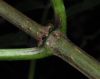 image of Sambucus racemosa