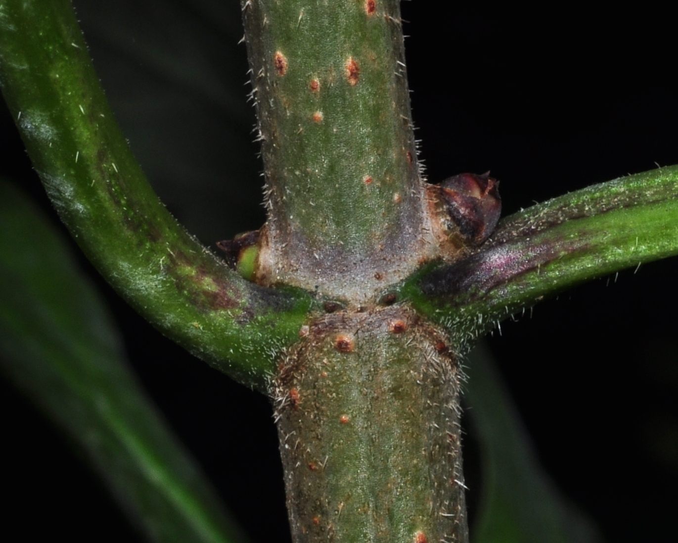 Adoxaceae Sambucus racemosa