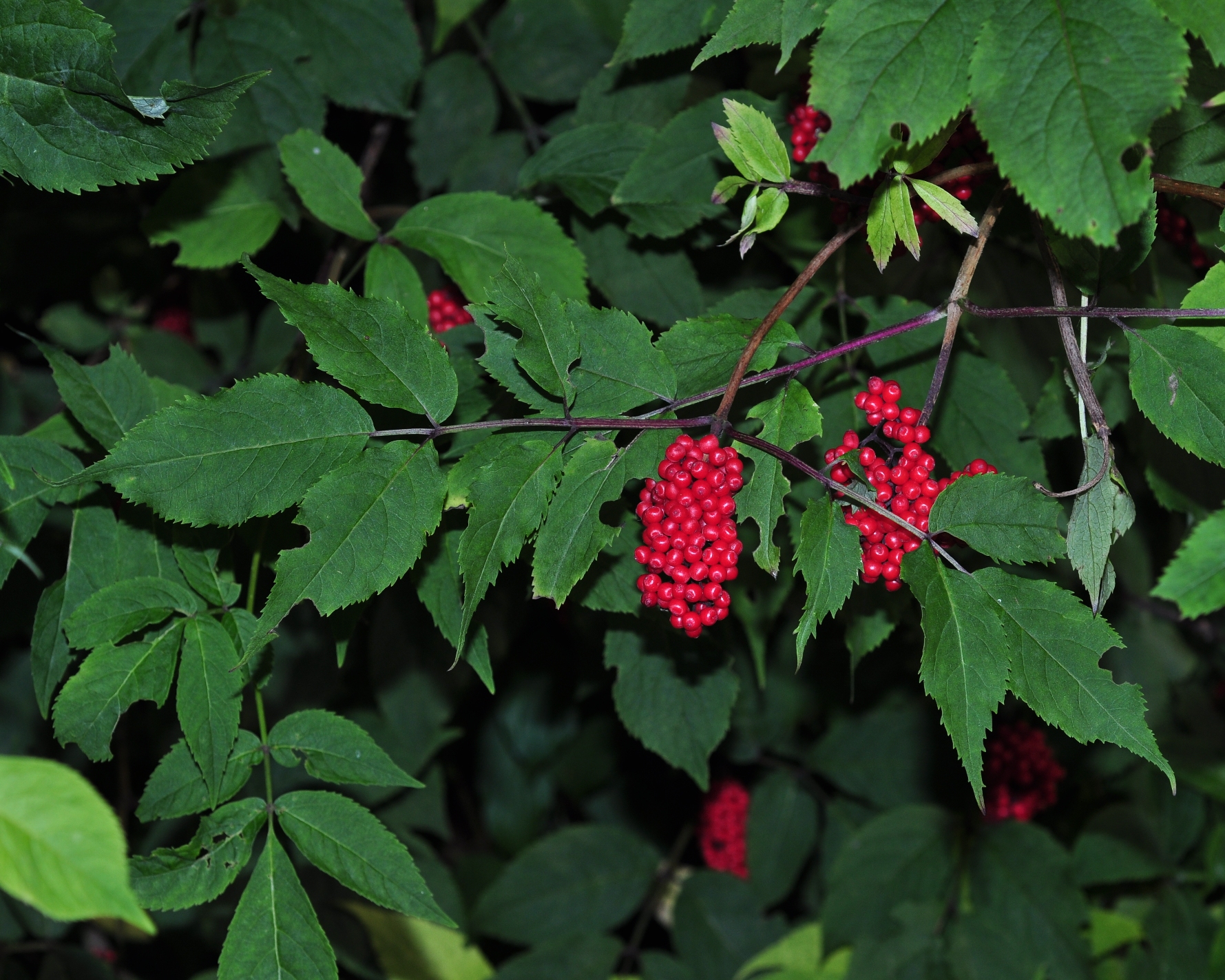Adoxaceae Sambucus racemosa