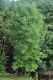 image of Fraxinus excelsior