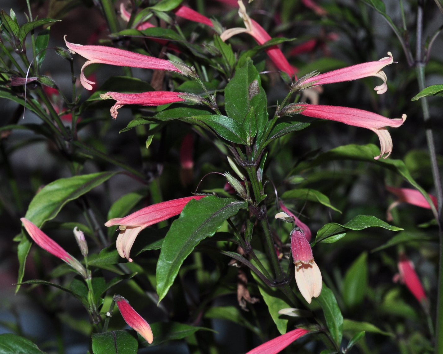 Acanthaceae Justicia rizzinii