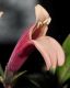 image of Justicia rizzinii