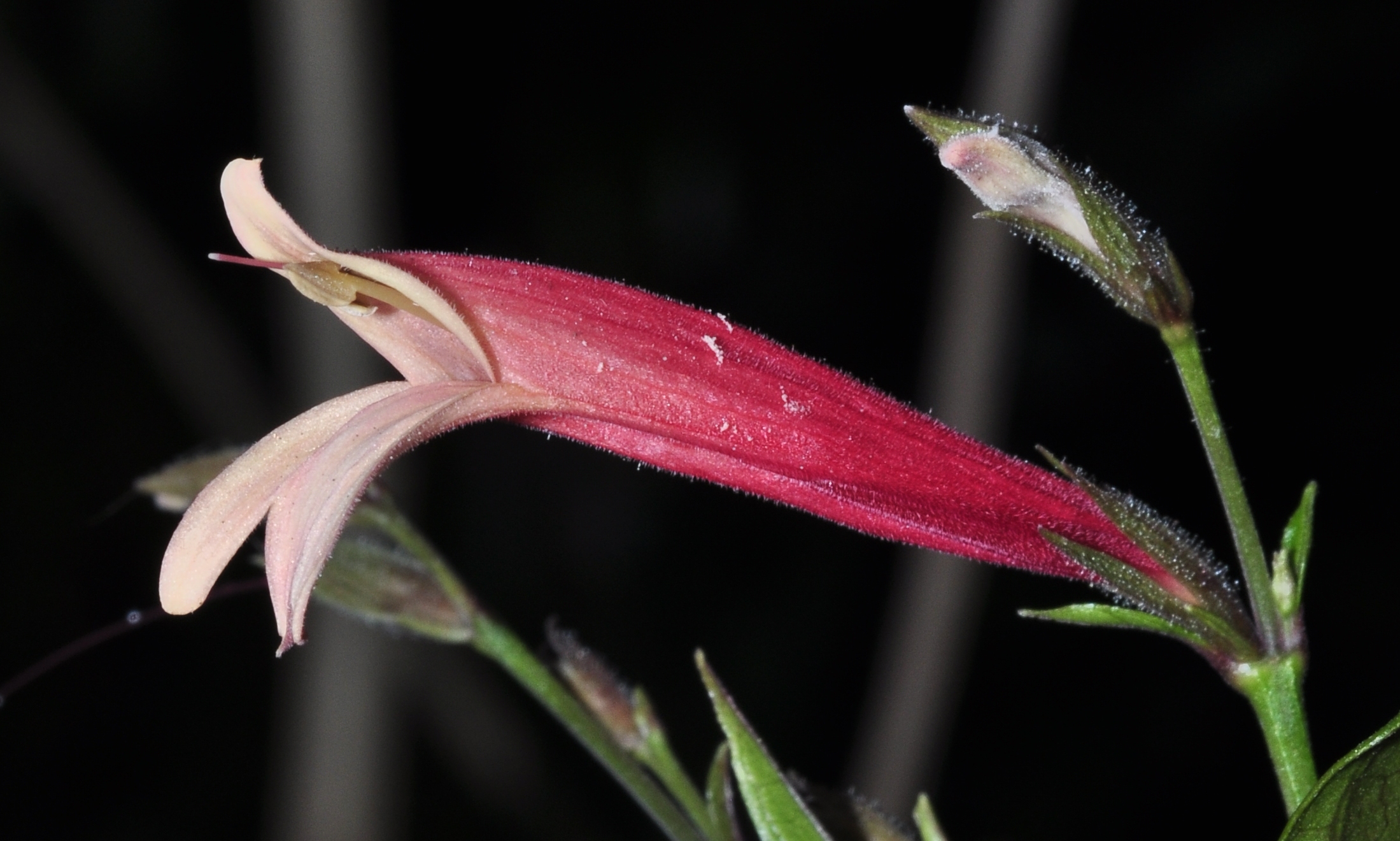 Acanthaceae Justicia rizzinii