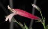 image of Justicia rizzinii