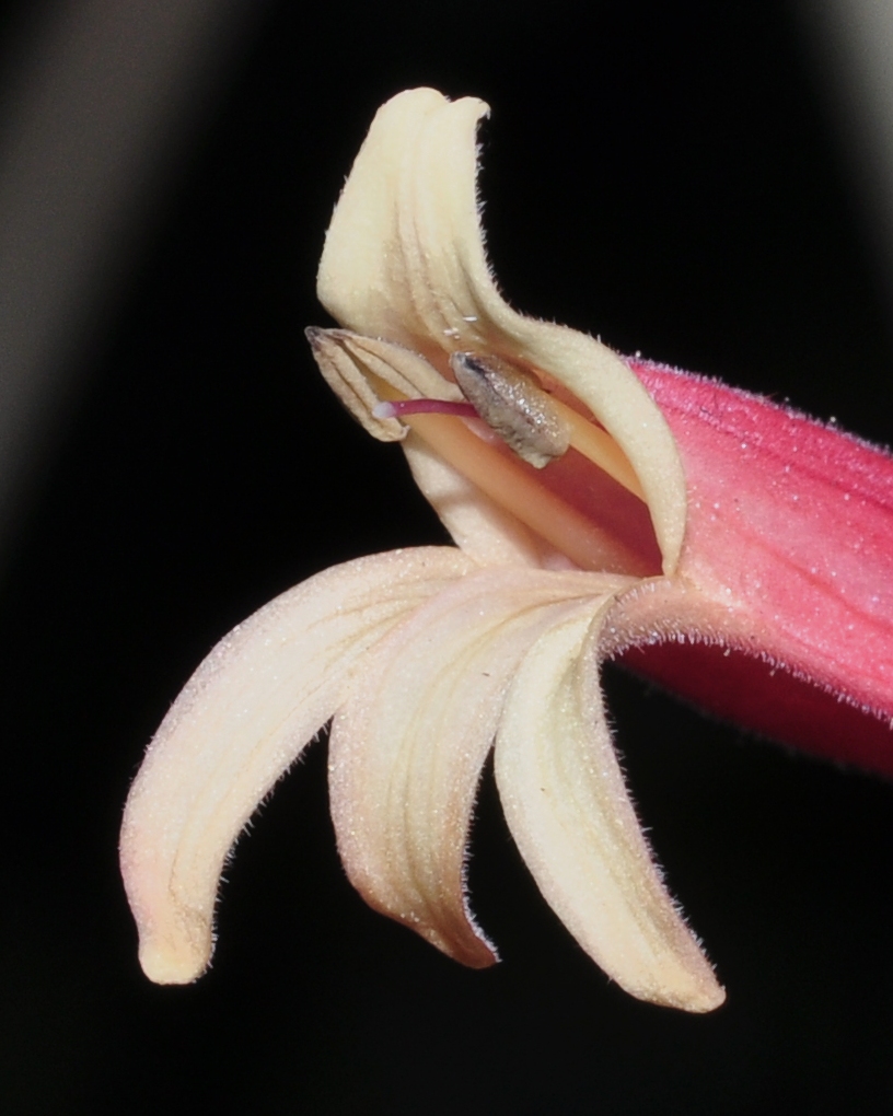 Acanthaceae Justicia rizzinii