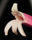 image of Justicia rizzinii