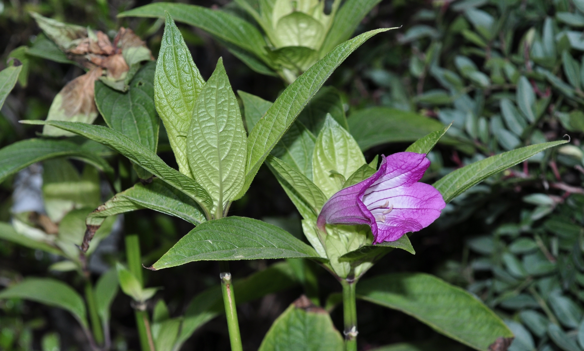 Acanthaceae Ruellia macrantha