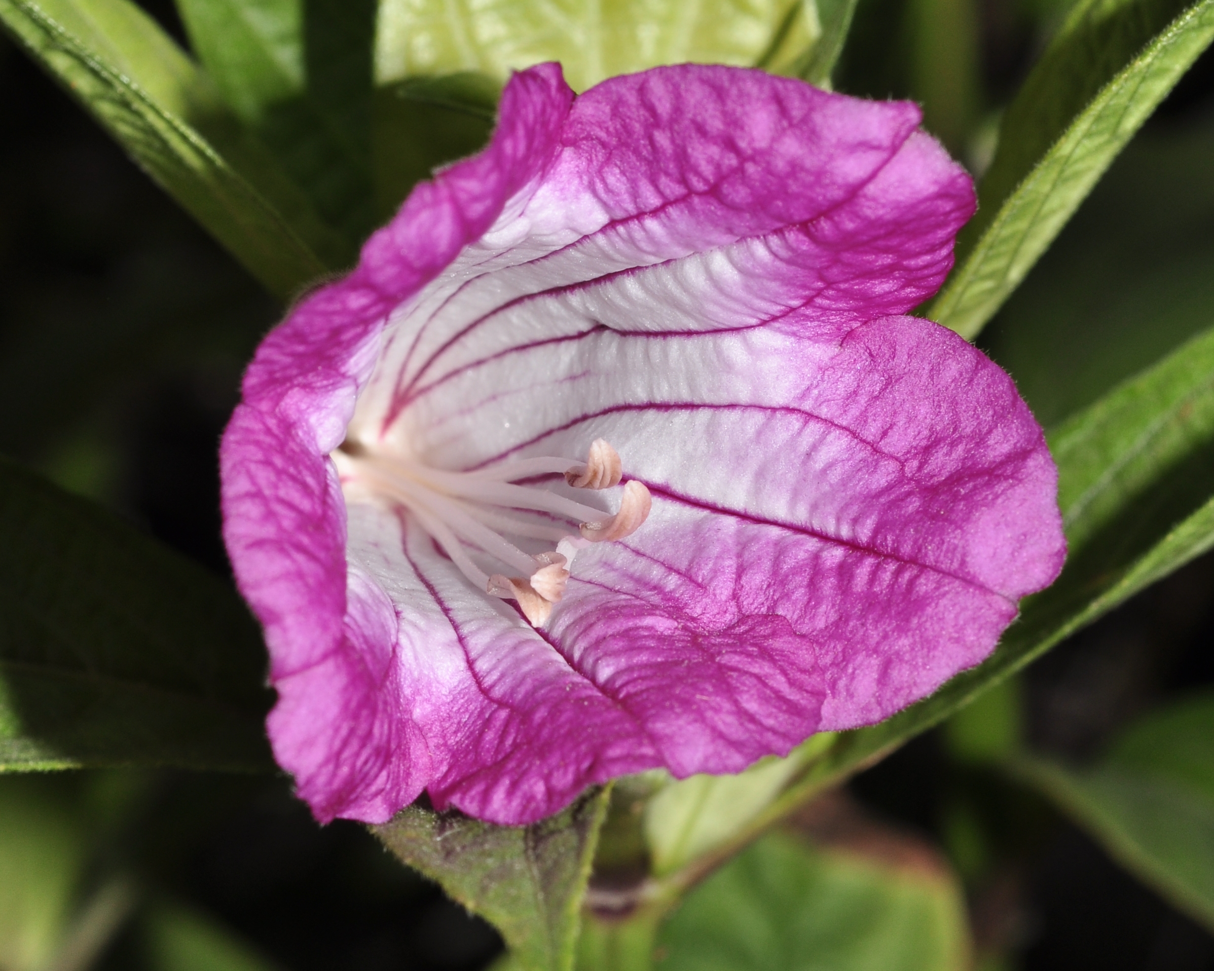 Acanthaceae Ruellia macrantha