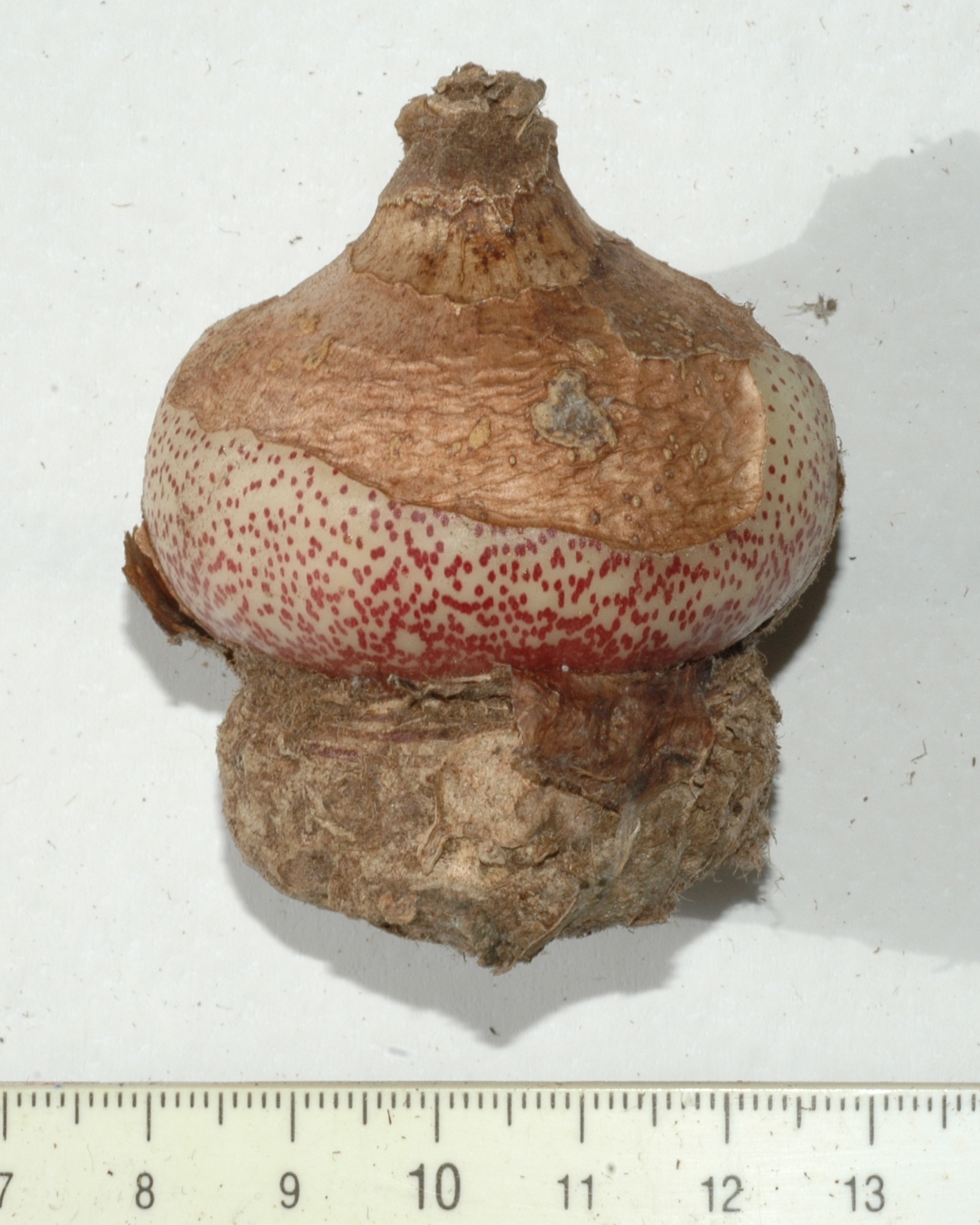 Amaryllidaceae Scadoxus multiflorus