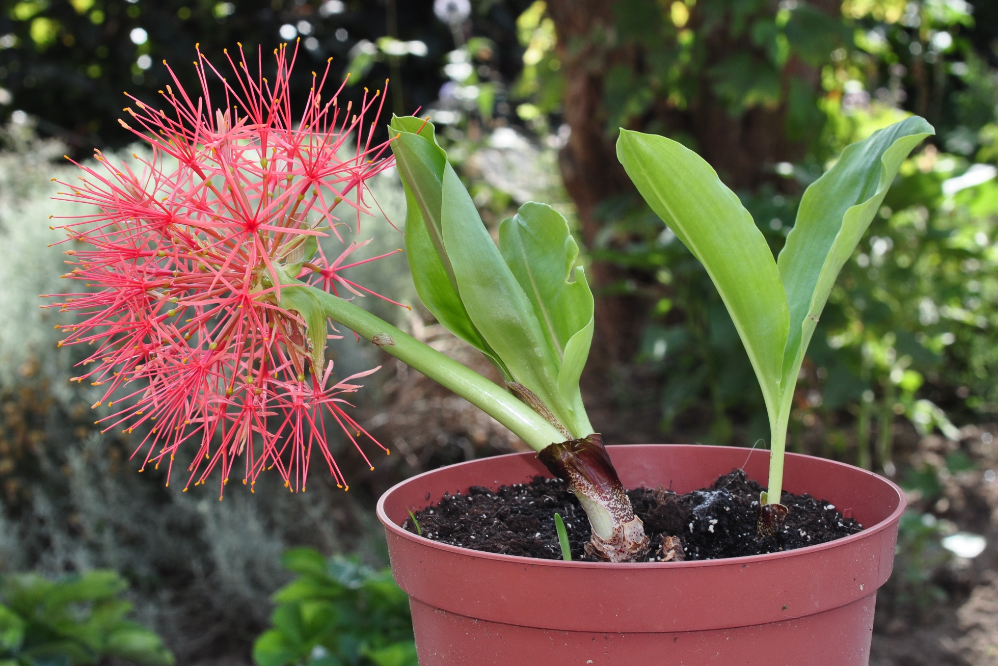 Amaryllidaceae Scadoxus multiflorus