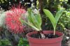 image of Scadoxus multiflorus
