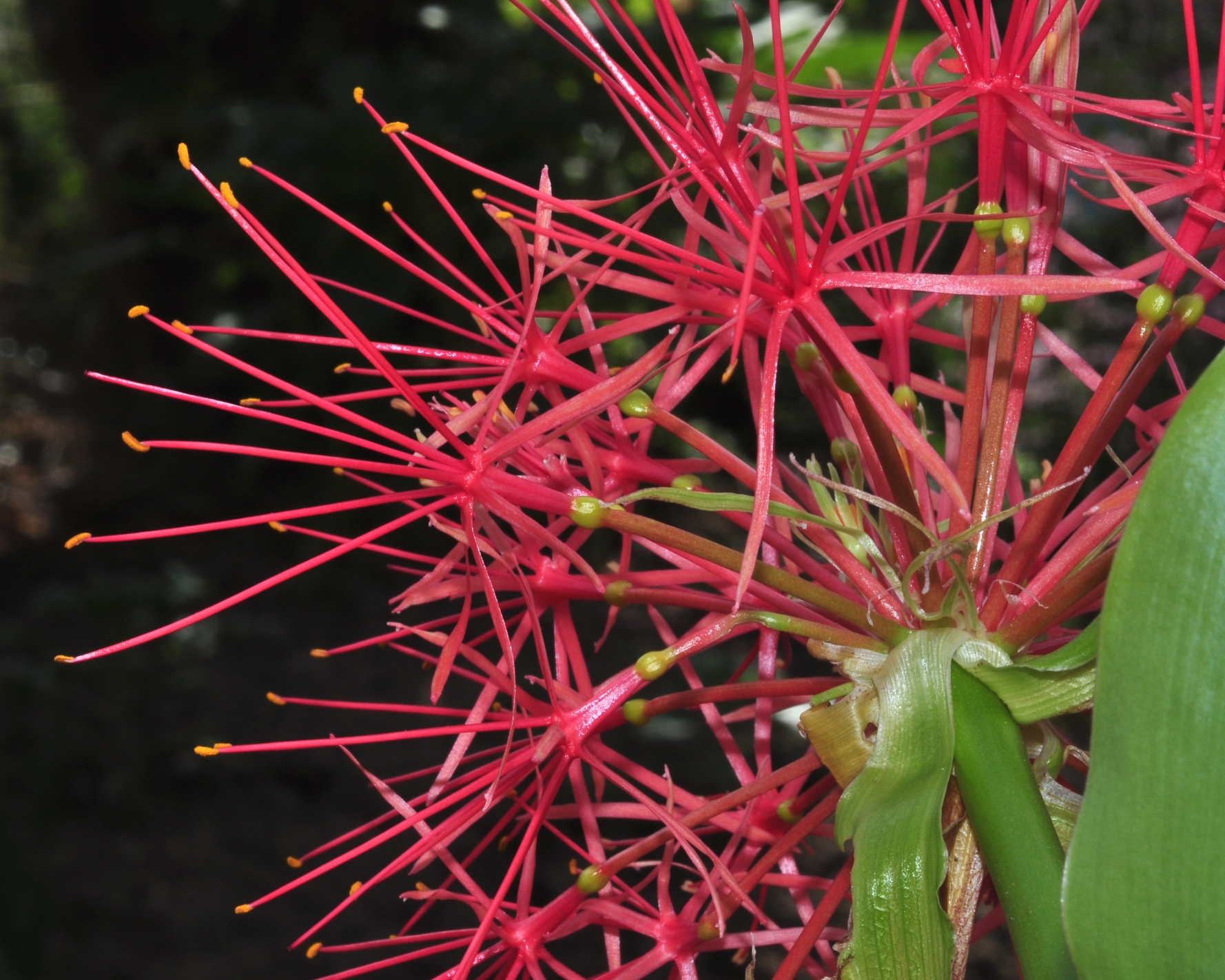 Amaryllidaceae Scadoxus multiflorus