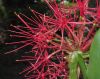 image of Scadoxus multiflorus