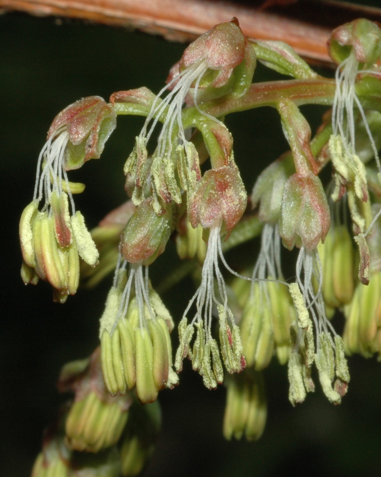 Coriariaceae Coriaria myrtifolia