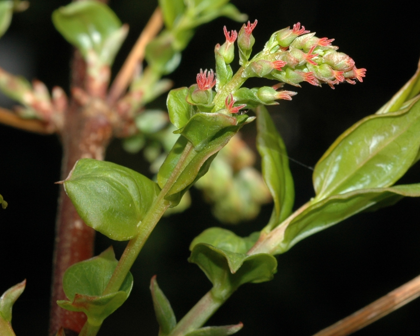 Coriariaceae Coriaria myrtifolia