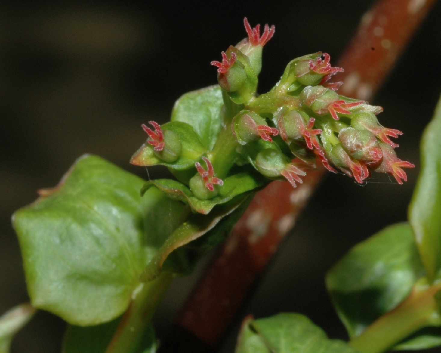 Coriariaceae Coriaria myrtifolia