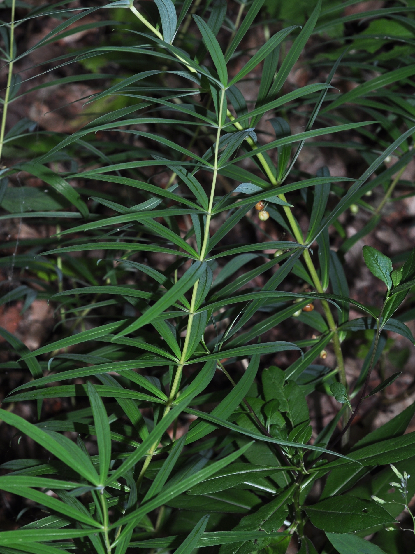 Asparagaceae Polygonatum verticillatum