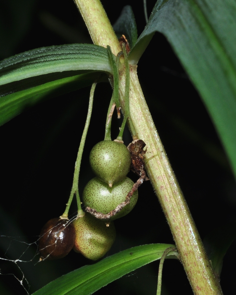 Asparagaceae Polygonatum verticillatum