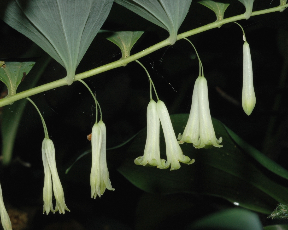 Asparagaceae Polygonatum biflorum