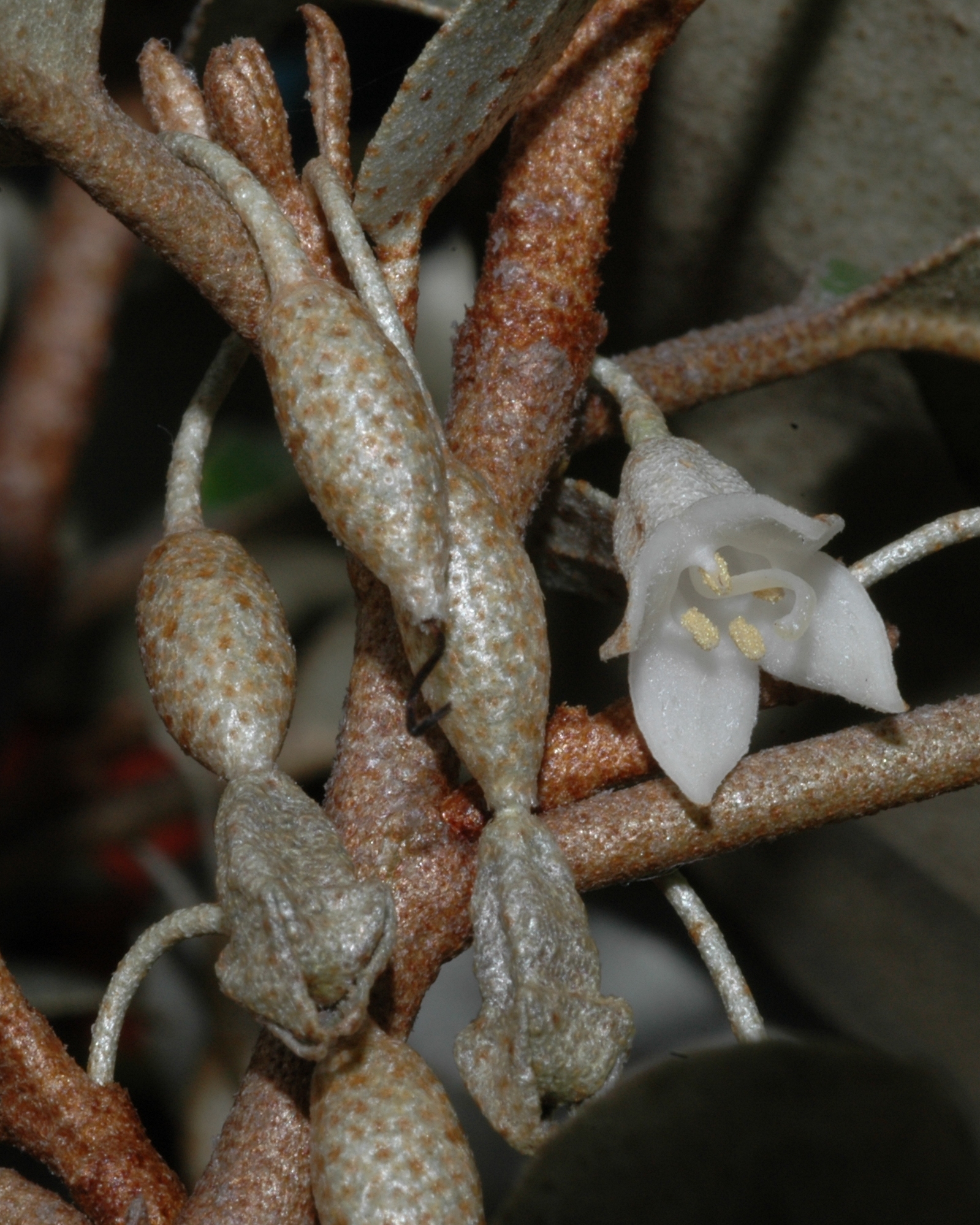 Elaeagnaceae Elaeagnus pungens
