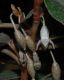 image of Elaeagnus pungens