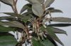 image of Elaeagnus pungens