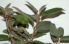 image of Elaeagnus pungens