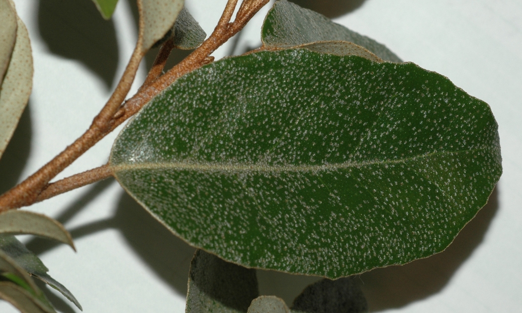 Elaeagnaceae Elaeagnus pungens