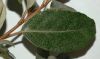 image of Elaeagnus pungens