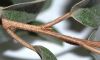 image of Elaeagnus pungens