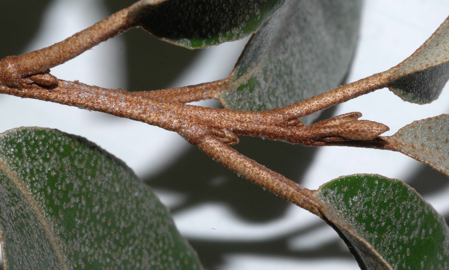 Elaeagnaceae Elaeagnus pungens