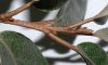 image of Elaeagnus pungens
