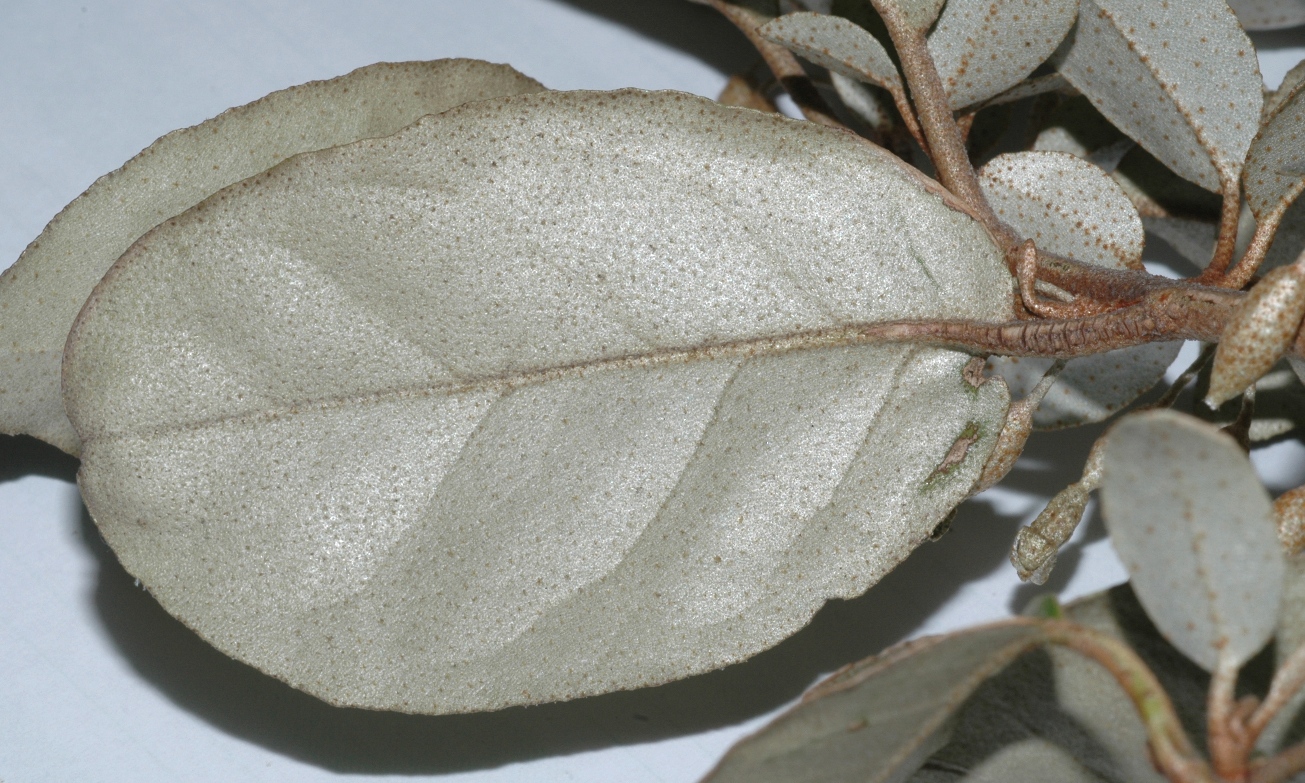 Elaeagnaceae Elaeagnus pungens
