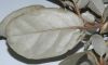 image of Elaeagnus pungens