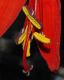 image of Sprekelia formosissima