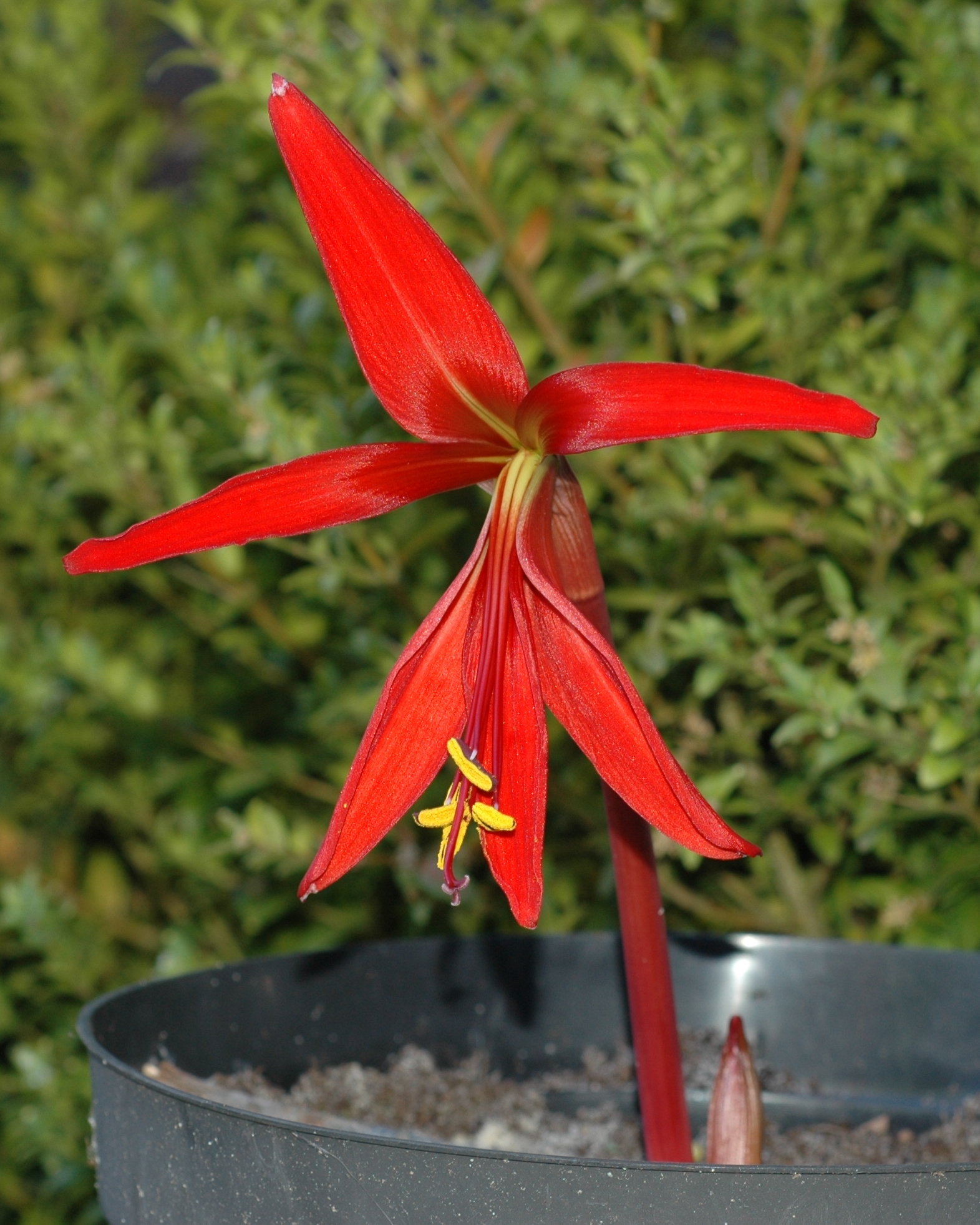 Amaryllidaceae Sprekelia formosissima