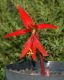 image of Sprekelia formosissima