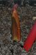 image of Sprekelia formosissima