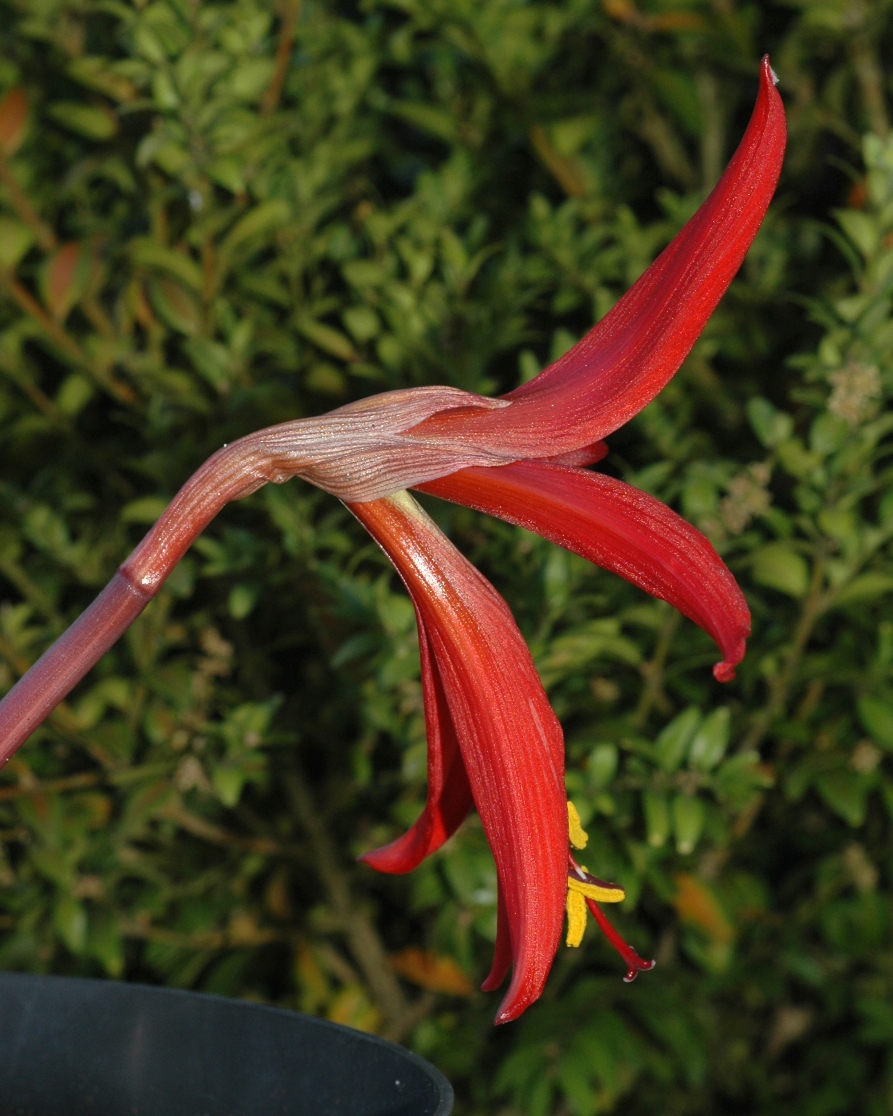 Amaryllidaceae Sprekelia formosissima