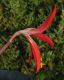 image of Sprekelia formosissima