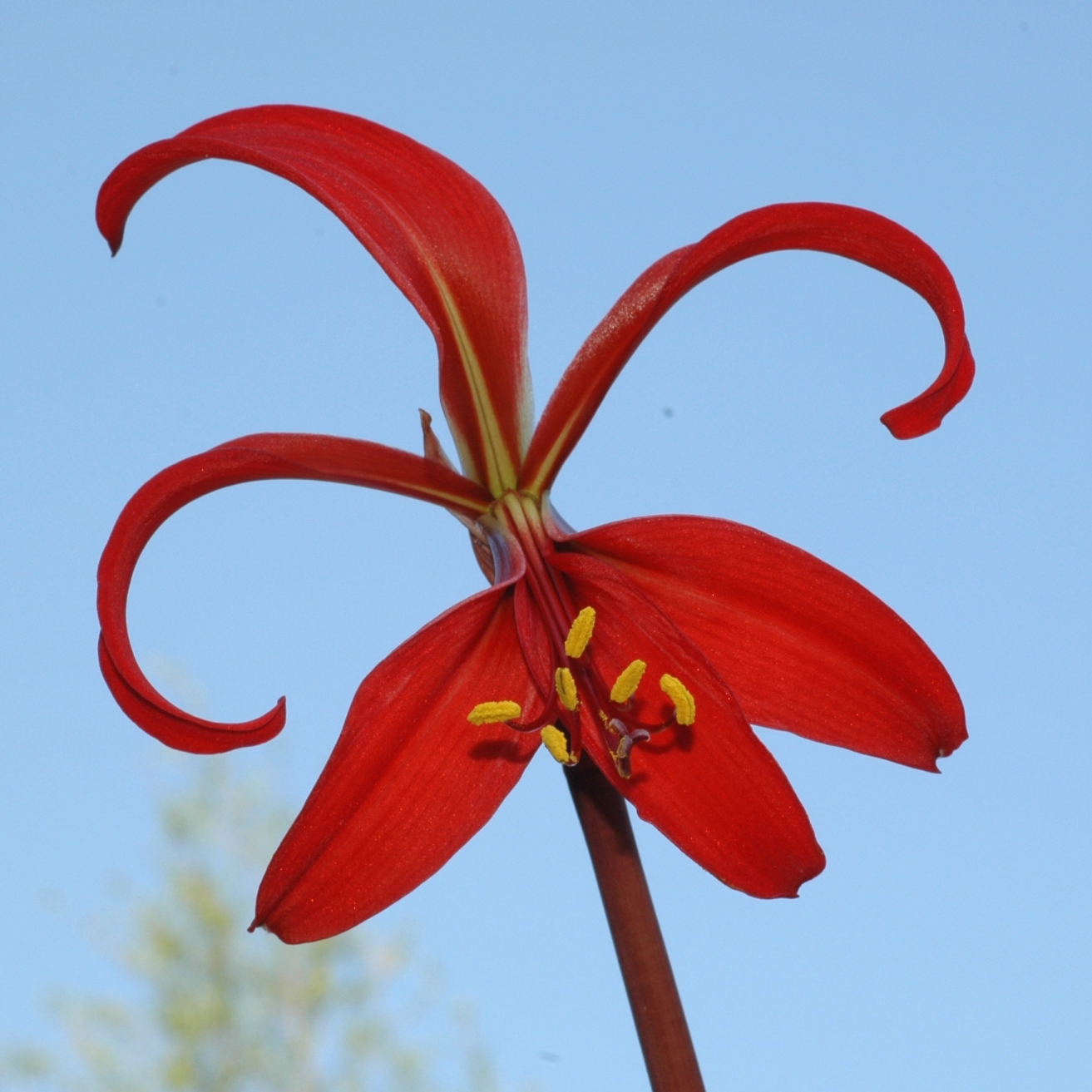 Amaryllidaceae Sprekelia formosissima