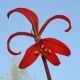 image of Sprekelia formosissima